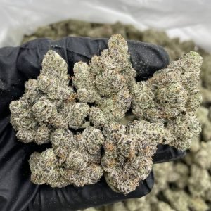 Lemon Cherry Delight Indoors