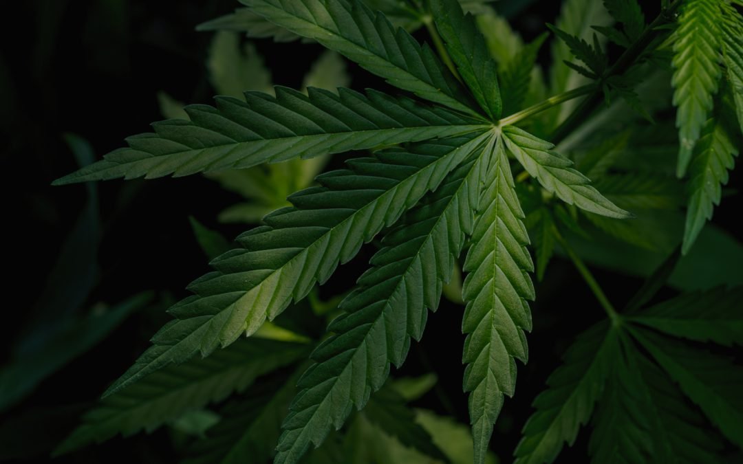 Premier Cannabis Cultivars of 2026: Elite Selections for Toronto’s Distinguished Cannabis Aficionados