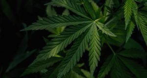 The Best Weed Strains of 2026:Top Picks for Toronto Cannabis