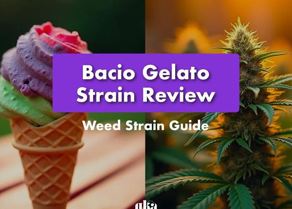 Bacio Gelato Strain Review: Comprehensive Weed Strain Guide