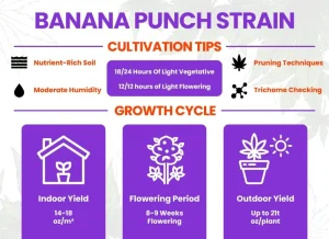 Banana Punch Strain Review: Comprehensive Weed Strain Guide