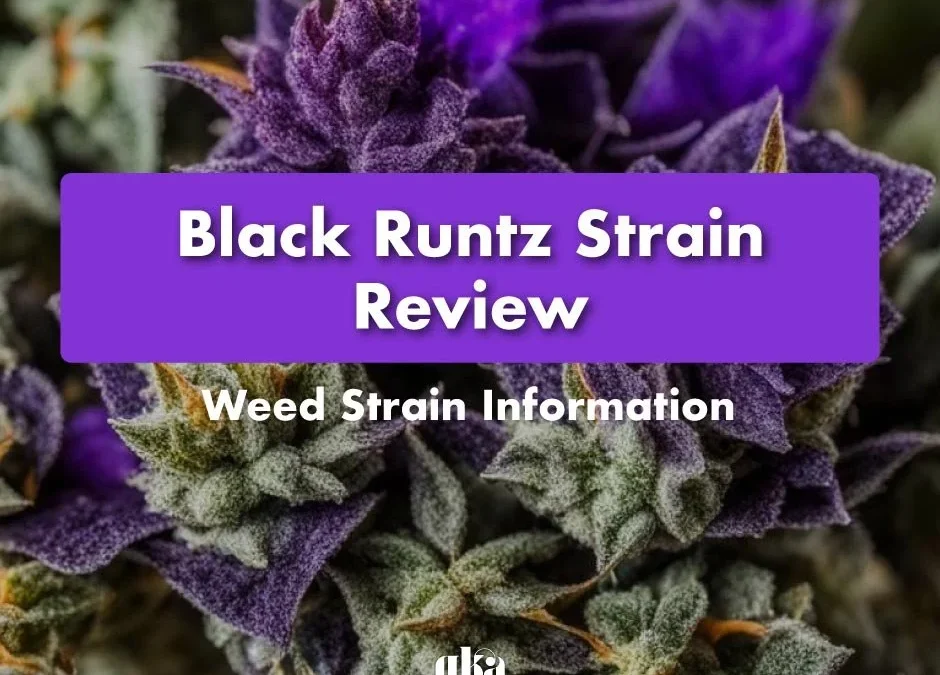 Black Runtz Strain Review: Comprehensive Cannabis Strain Information