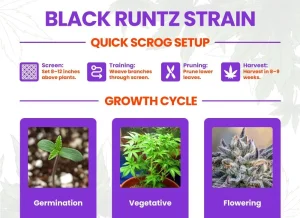 Black Runtz Strain Review | Black Runtz Weed Strain