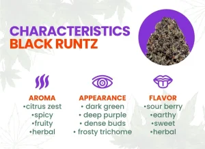 Black Runtz Strain Review | Black Runtz Weed Strain