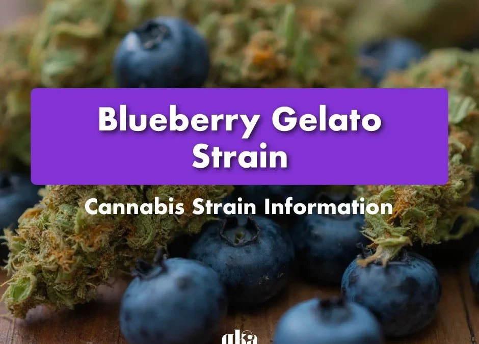 Blueberry Gelato Strain Review: Comprehensive Cannabis Strain Guide