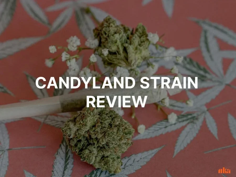 Candyland Strain Review: Comprehensive Cannabis Strain Information | Canna Center Dispensary