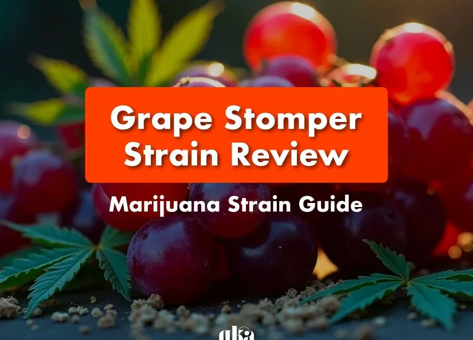 Grape Stomper Strain Review | Grape Stomper Weed Strain
