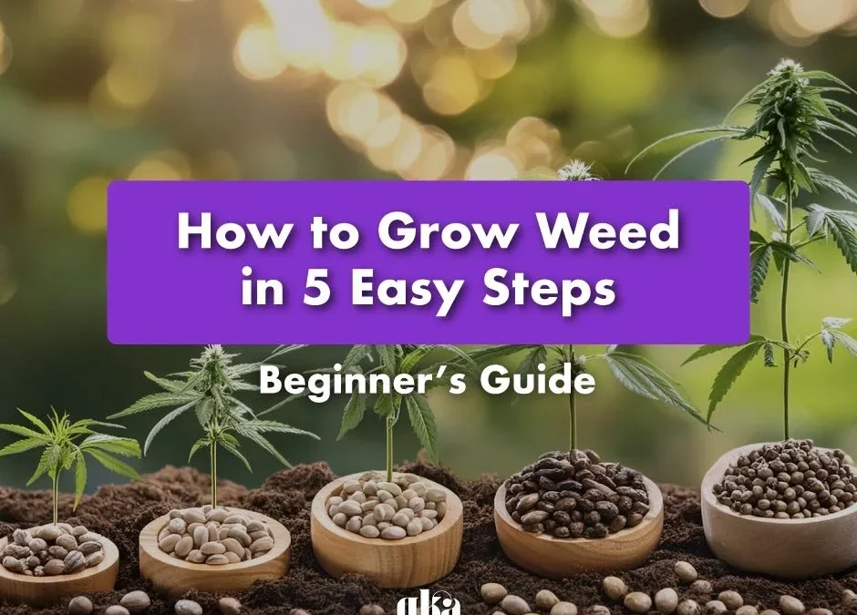 How to Cultivate Cannabis in 5 Straightforward Steps: Comprehensive Beginner’s Guide