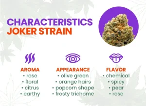 Joker Strain Review: Comprehensive Cannabis Strain Guide