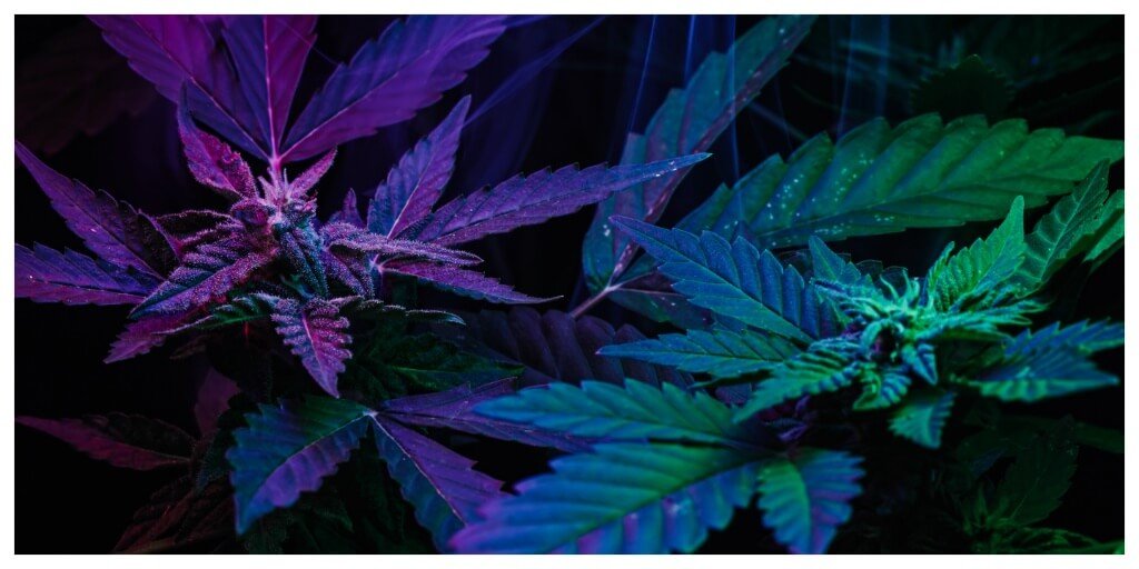 Cannabis Kush vs Cannabis Haze: The Real Difference