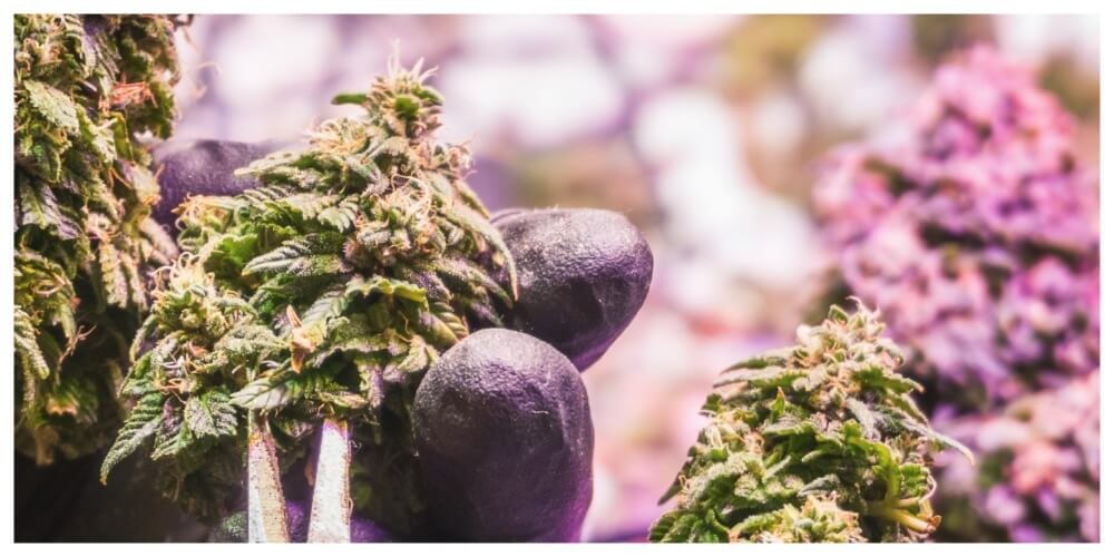 Toronto 2026: Your Comprehensive Guide to Responsible Cannabis Consumption