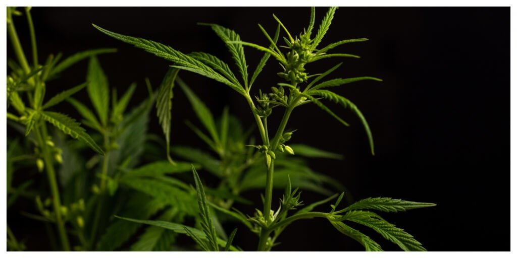 Male Cannabis vs Female Cannabis: How to Spot the Difference