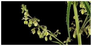 Male Cannabis vs Female Cannabis: How to Spot the Difference