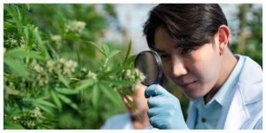 The Rise of High-THC Strains: Strongest Cannabis of 2026