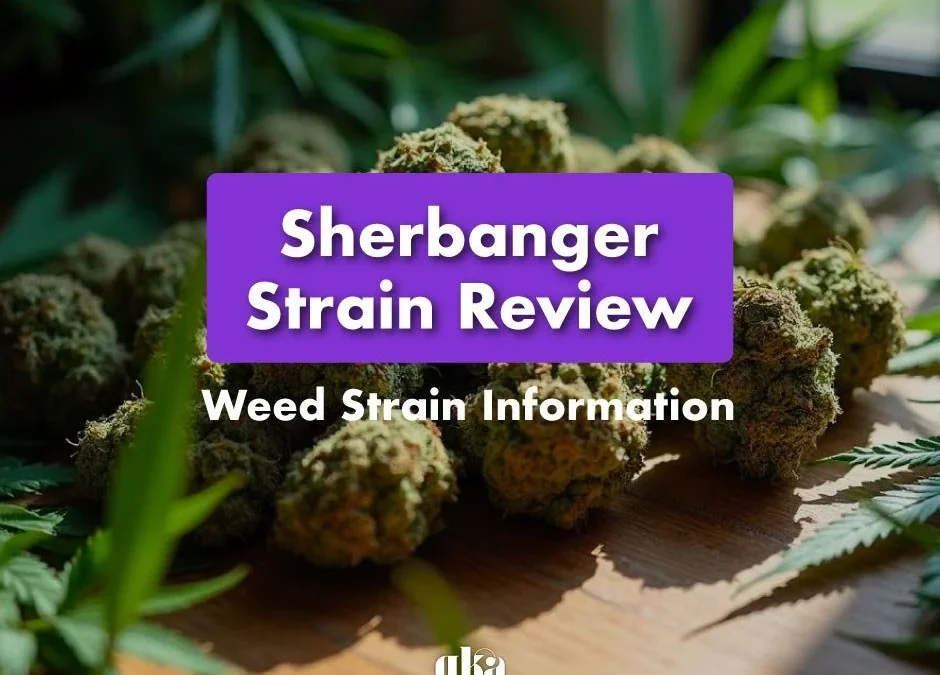 Sherbanger Strain Review: Comprehensive Cannabis Strain Information Guide
