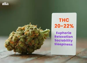 Sherbanger Strain Review: Comprehensive Cannabis Strain Information Guide