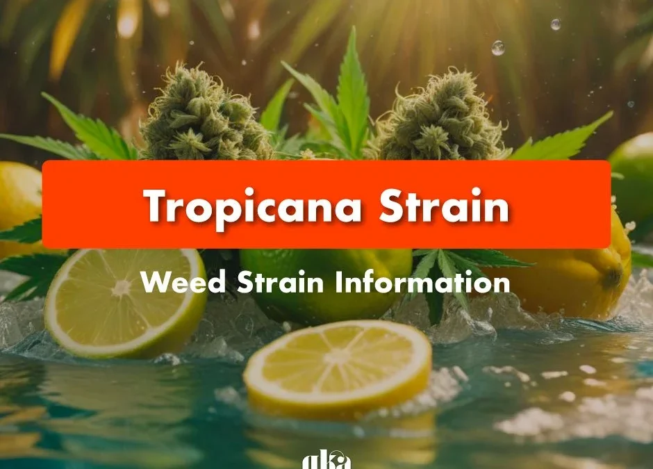 Tropicana Weed Strain Review: Comprehensive Weed Strain Guide