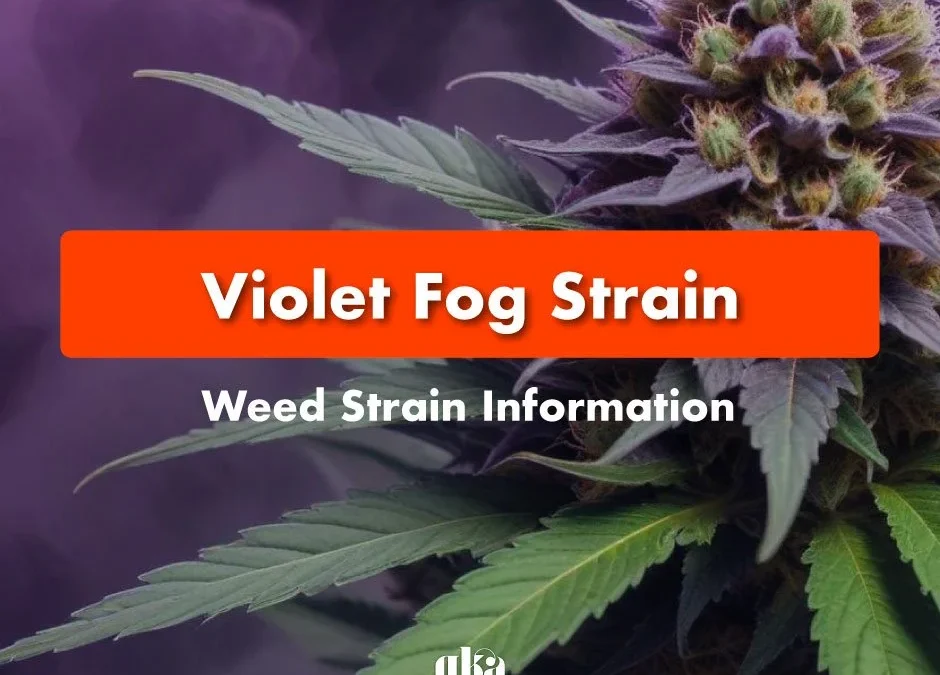 Violet Fog Strain Review: Comprehensive Weed Strain Information | Canna Center Dispensary