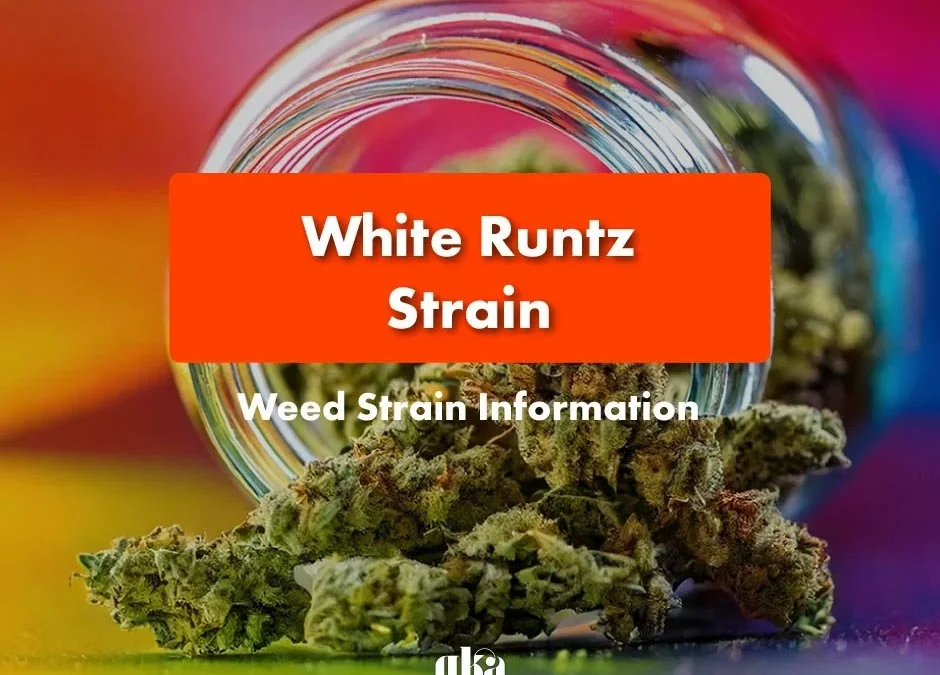 White Runtz Strain Review: Comprehensive Weed Strain Guide