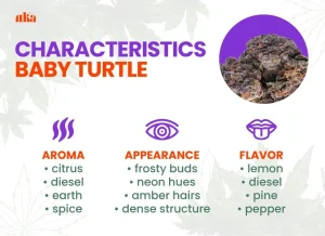 Baby Turtle Strain Review: Comprehensive Weed Strain Guide