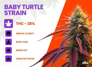 Baby Turtle Strain Review: Comprehensive Weed Strain Guide