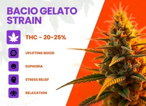 Bacio Gelato Strain Review | Bacio Gelato Weed Strain