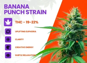 Banana Punch Strain Review | Banana Punch Weed Strain