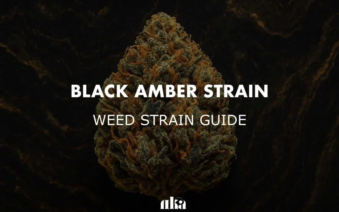 Black Amber Strain Review: Complete Cannabis Cultivar Guide