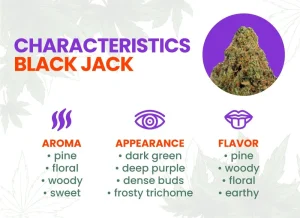Black Jack Strain Review: Comprehensive Weed Strain Information