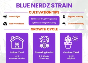 Blue Nerdz Strain Review | Blue Nerdz Weed Strain