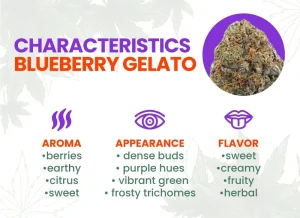 Blueberry Gelato Strain Review | Blueberry Gelato Strain