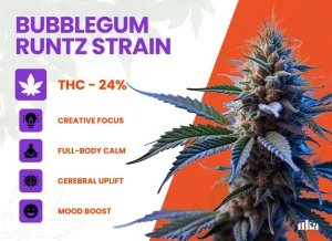 Bubblegum Runtz Strain Review | Bubblegum Runtz Weed Strain