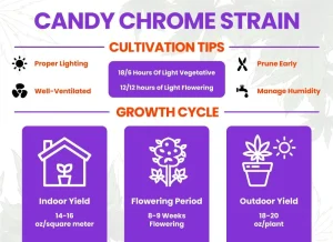 Candy Chrome Strain Review | Candy Chrome Weed Strain