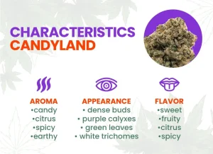 Candyland Strain Review | Candyland Weed Strain