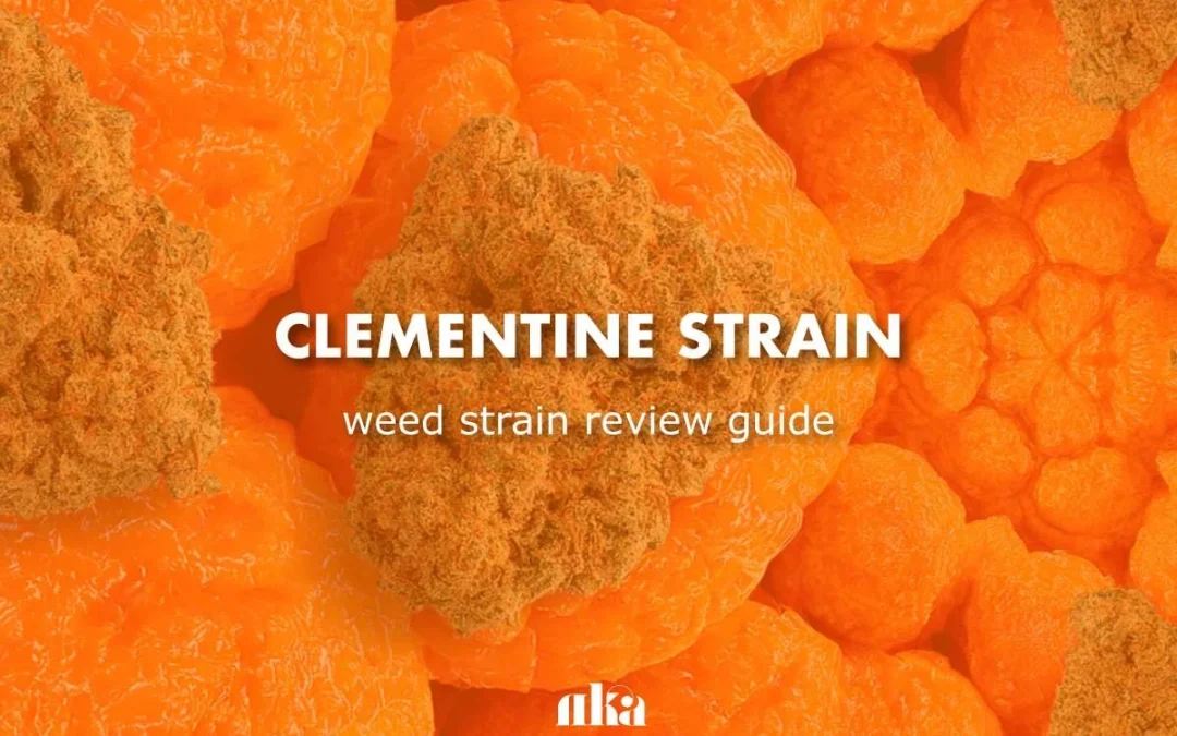 Clementine Strain Review: Comprehensive Cannabis Strain Guide