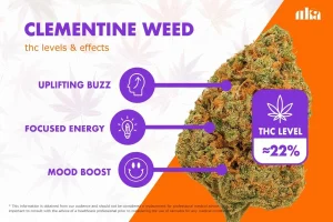 Clementine Strain Review: Comprehensive Cannabis Strain Guide