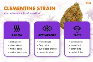 Clementine Strain Review: Comprehensive Cannabis Strain Guide