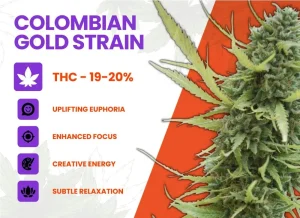 Colombian Gold Strain Review | Colombian Gold Weed Strain