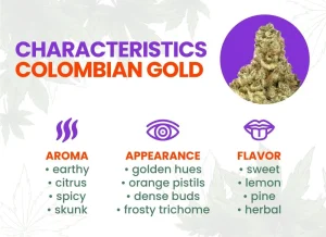 Colombian Gold Strain Review: Comprehensive Weed Strain Information