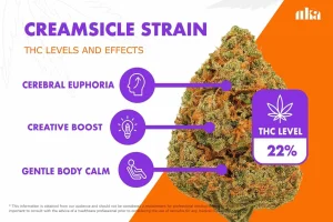 Creamsicle Strain Review: Comprehensive Weed Strain Guide
