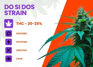 Do Si Dos Strain Review | Do Si Dos Weed Strain