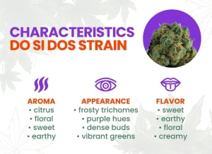 Do Si Dos Strain Review: Comprehensive Cannabis Strain Guide