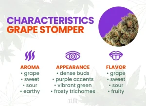Grape Stomper Strain Review: Comprehensive Marijuana Strain Guide