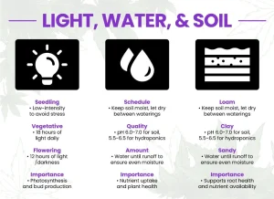 How to Cultivate Cannabis in 5 Straightforward Steps