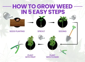 How to Cultivate Cannabis in 5 Straightforward Steps