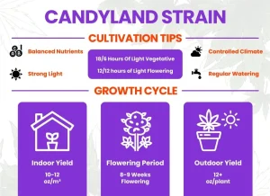 Candyland Strain Review | Candyland Weed Strain