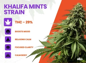 Khalifa Mints Strain Review | Khalifa Mints Weed Strain