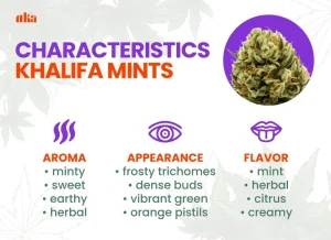 Khalifa Mints Strain Review | Khalifa Mints Weed Strain