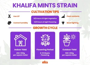 Khalifa Mints Strain Review | Khalifa Mints Weed Strain