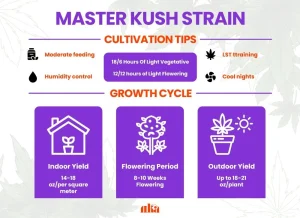 Master Kush Strain Review | Master Kush Weed Strain